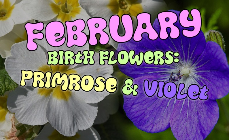 February Birth Flowers! Violet and Primrose - Headed West