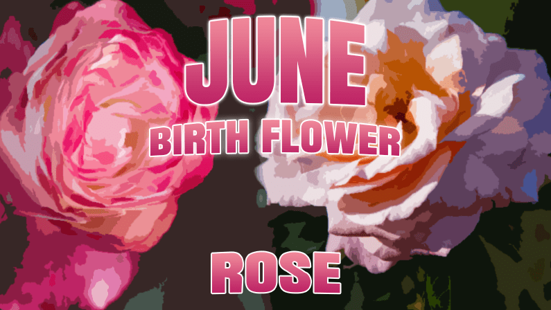 June Birth Flower: What is my Birth Flower?