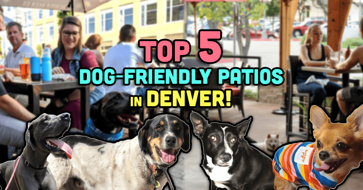 Top Five Dog Friendly Patios in Denver! Headed West